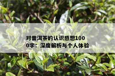 对普洱茶的认识感想1000字：深度解析与个人体验