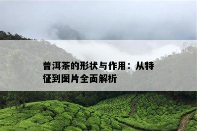 普洱茶的形状与作用：从特征到图片全面解析