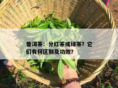 普洱茶：分红茶或绿茶？它们有何区别及功效？