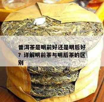 普洱茶是明前好还是明后好？详解明前茶与明后茶的区别