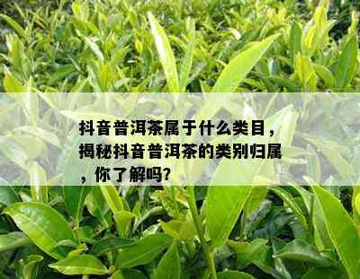 抖音普洱茶属于什么类目，揭秘抖音普洱茶的类别归属，你了解吗？