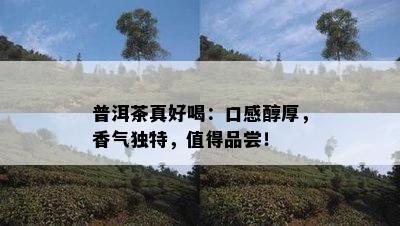 普洱茶真好喝：口感醇厚，香气独特，值得品尝！