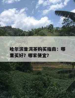 哈尔滨普洱茶购买指南：哪里买好？哪家便宜？