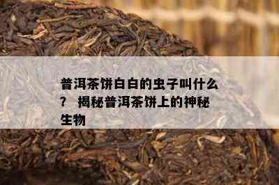 普洱茶饼白白的虫子叫什么？ 揭秘普洱茶饼上的神秘生物