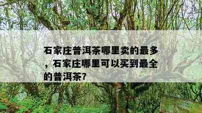 石家庄普洱茶哪里卖的最多，石家庄哪里可以买到最全的普洱茶？