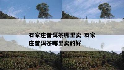 石家庄普洱茶哪里卖-石家庄普洱茶哪里卖的好