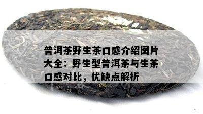 普洱茶野生茶口感介绍图片大全：野生型普洱茶与生茶口感对比，优缺点解析