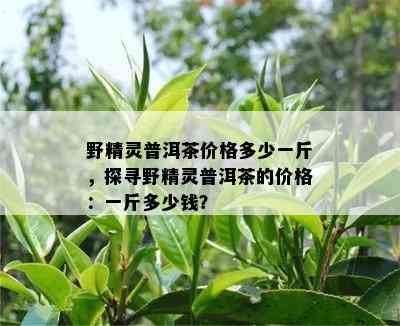 野精灵普洱茶价格多少一斤，探寻野精灵普洱茶的价格：一斤多少钱？