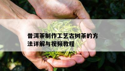 普洱茶制作工艺古树茶的方法详解与视频教程