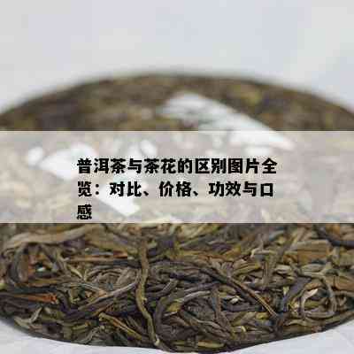 普洱茶与茶花的区别图片全览：对比、价格、功效与口感