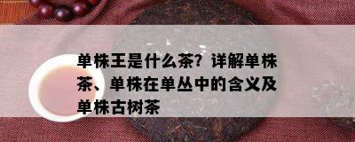 单株王是什么茶？详解单株茶、单株在单丛中的含义及单株古树茶