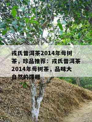 戎氏普洱茶2014年母树茶，珍品推荐：戎氏普洱茶2014年母树茶，品味大自然的馈赠