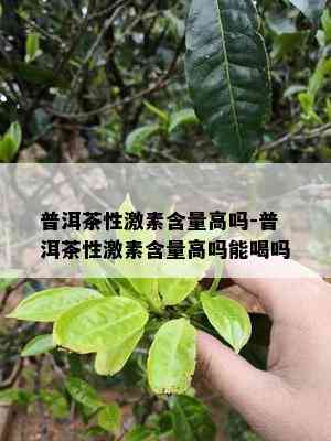 普洱茶性激素含量高吗-普洱茶性激素含量高吗能喝吗