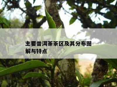 主要普洱茶茶区及其分布图解与特点