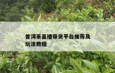 普洱茶直播带货平台推荐及玩法教程