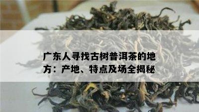 广东人寻找古树普洱茶的地方：产地、特点及场全揭秘