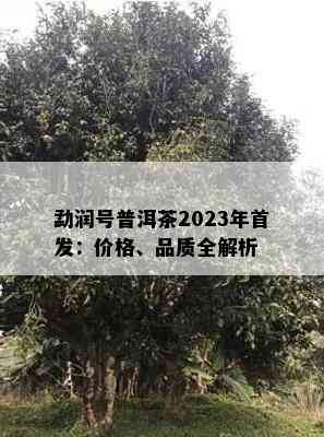 勐润号普洱茶2023年首发：价格、品质全解析