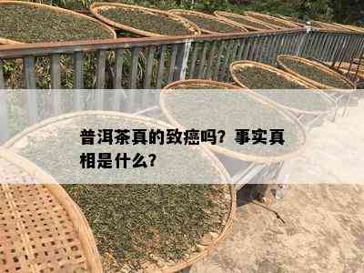 普洱茶真的致癌吗？事实真相是什么？