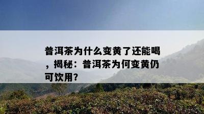 普洱茶为什么变黄了还能喝，揭秘：普洱茶为何变黄仍可饮用？