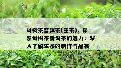 母树茶普洱茶(生茶)，探索母树茶普洱茶的魅力：深入了解生茶的制作与品尝