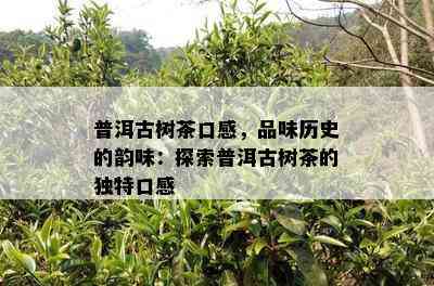 普洱古树茶口感，品味历史的韵味：探索普洱古树茶的独特口感