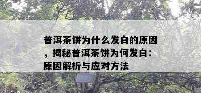 普洱茶饼为什么发白的原因，揭秘普洱茶饼为何发白：原因解析与应对方法