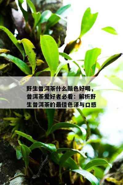 野生普洱茶什么颜色好喝，普洱茶爱好者必看：解析野生普洱茶的更佳色泽与口感