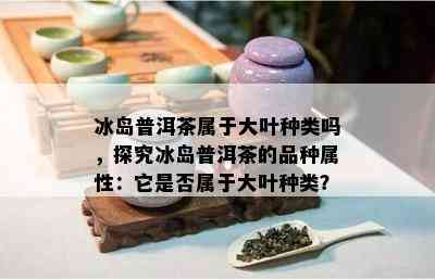 冰岛普洱茶属于大叶种类吗，探究冰岛普洱茶的品种属性：它是否属于大叶种类？