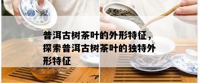 普洱古树茶叶的外形特征，探索普洱古树茶叶的独特外形特征