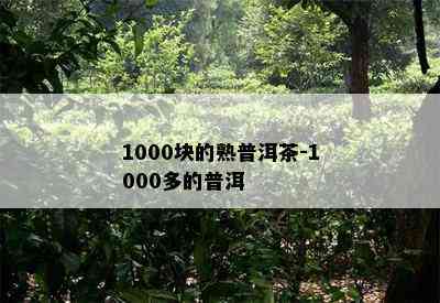 1000块的熟普洱茶-1000多的普洱