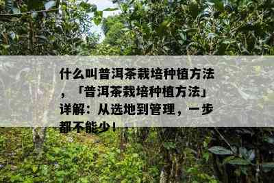 什么叫普洱茶栽培种植方法，「普洱茶栽培种植方法」详解：从选地到管理，一步都不能少！