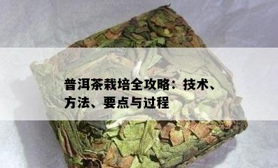 普洱茶栽培全攻略：技术、方法、要点与过程