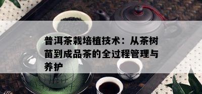 普洱茶栽培植技术：从茶树苗到成品茶的全过程管理与养护