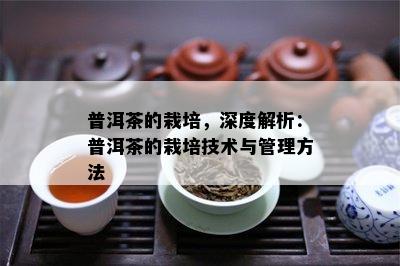 普洱茶的栽培，深度解析：普洱茶的栽培技术与管理方法