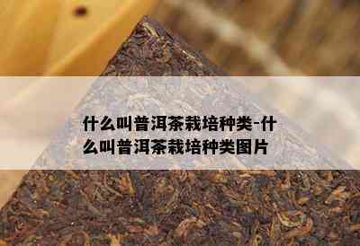 什么叫普洱茶栽培种类-什么叫普洱茶栽培种类图片