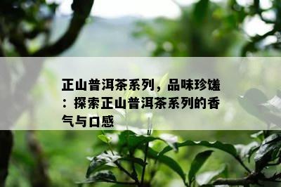 正山普洱茶系列，品味珍馐：探索正山普洱茶系列的香气与口感