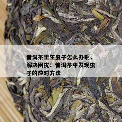 普洱茶里生虫子怎么办啊，解决困扰：普洱茶中发现虫子的应对方法