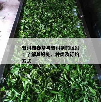 普洱知春茶与普洱茶的区别：了解其好处、种类及订购方式