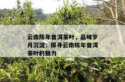 云南陈年普洱茶叶，品味岁月沉淀：探寻云南陈年普洱茶叶的魅力