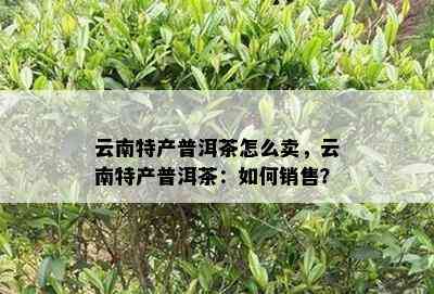 云南特产普洱茶怎么卖，云南特产普洱茶：如何销售？