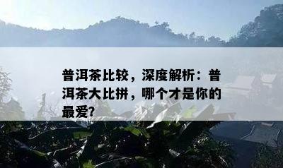 普洱茶比较，深度解析：普洱茶大比拼，哪个才是你的更爱？