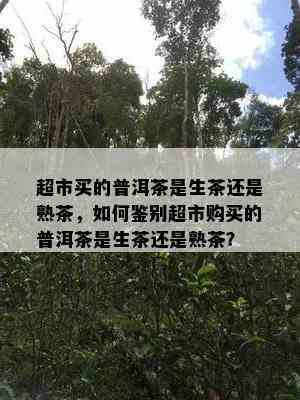 超市买的普洱茶是生茶还是熟茶，如何鉴别超市购买的普洱茶是生茶还是熟茶？