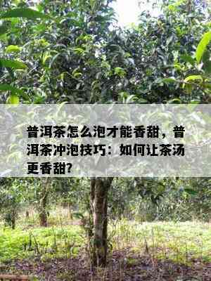 普洱茶怎么泡才能香甜，普洱茶冲泡技巧：如何让茶汤更香甜？