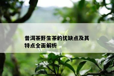 普洱茶野生茶的优缺点及其特点全面解析