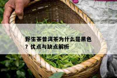 野生茶普洱茶为什么是黑色？优点与缺点解析