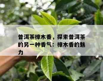 普洱茶樟木香，探索普洱茶的另一种香气：樟木香的魅力