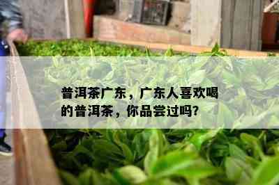 普洱茶广东，广东人喜欢喝的普洱茶，你品尝过吗？