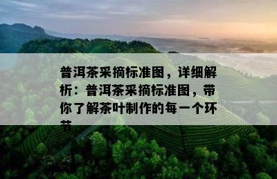 普洱茶采摘标准图，详细解析：普洱茶采摘标准图，带你了解茶叶制作的每一个环节