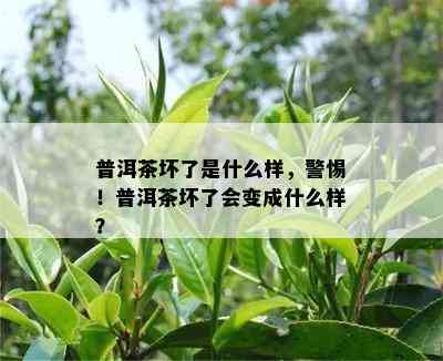 普洱茶坏了是什么样，警惕！普洱茶坏了会变成什么样？