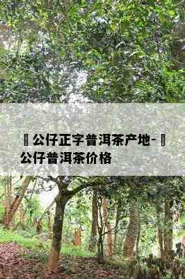 孖公仔正字普洱茶产地-孖公仔普洱茶价格